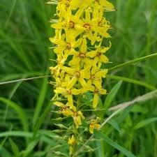 Image result for Primulaceae