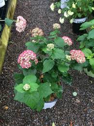 Find helpful customer reviews and review ratings for incrediball blush smooth hydrangea, live shrub, light pink flowers, 3 gallon at amazon.com. Hydrangea Arborescens Incrediball Blush Smooth Hydrangea 3 Gallon Catskill Native Nursery Plant Shop