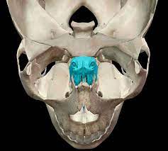 3d Skeletal System Five Things To Know About The Ethmoid Bone Skeletal System Skeletal Skull And Bones