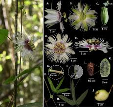 Image result for Passifloraceae