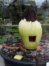 Image result for Amorphophallus