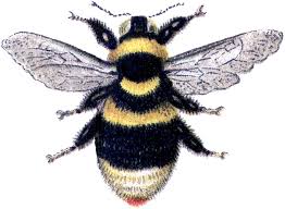 Coloring pages for body part are available below. 15 Bee Images Honey And Bumble The Graphics Fairy
