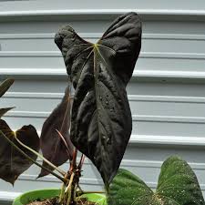 Image result for Culcasia falcifolia