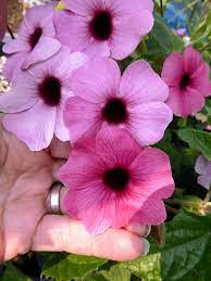 Thunbergia Alata Rose Sensation Plants Perennials Hanging Plants Diy