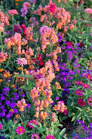 Pin On Flowers Gardens Containers Perennials Annuals