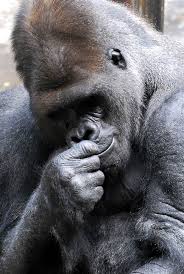 Animal Tracks March 14 21 Gorilla Animal Tracks Silverback Gorilla