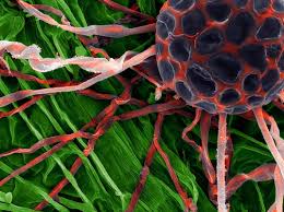 Image result for Uncinula necator