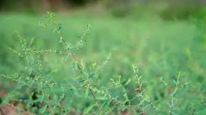 Image result for Phyllanthus fraternus