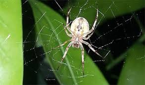I realize not everybody is a fan of spiders (i happen to love them), but you can't deny spiders are good luck symbols to many cultures. Spiders Signs Symbols Omens Symbols And Synchronicity