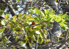 Image result for Cathormion