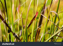 Image result for Cenchrus polystachios