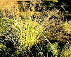 Image result for Stipagrostis uniplumis