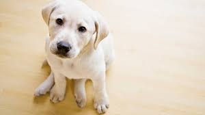 Search for dogs for adoption at shelters near ohio, oh. Clear The Shelters Clear The Shelters