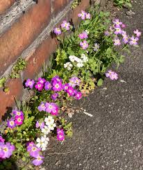 Image result for Malcolmia maritima