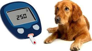 The canine nutritionist is a leading dog nutritionist specializing in homemade dog food as a means of curing most modern dog health problems. Top 10 Best Diabetic Dog Food Brands Diet Tips Faq S Recipes