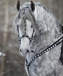 Powerful Gray Andalusian P R E Anderlusier Lusitano Andalusier Gra 2020 Endulus Ati Vahsi Atlar At Sevgisi