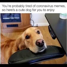 Funny Pictures Memes Humorous Delights In 2020 Cute Funny Animals Animal Memes Clean Silly Dogs