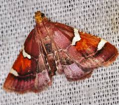Image result for Pyralis cardinalis