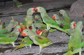 Trade In Baby Alexandrine Parakeets Illegal, But Thrives In Tamil Nadu |  Chennai News - Times Of India