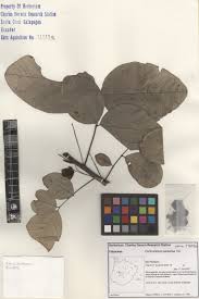 Image result for Centrolobium