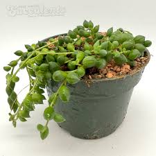Image result for Senecio consanguineus
