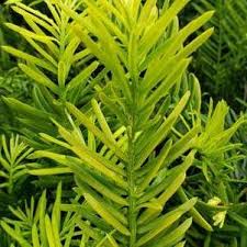 Maybe you would like to learn more about one of these? Taylor S Nursery