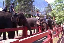 Negeri sarawak terkenal dengan bunga terbesar di dunia iaitu bunga pakma atau rafflesia dan juga kek lapis. Tempat Menarik Di Temerloh Pahang Percutian Bajet