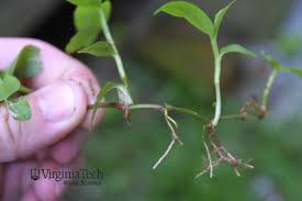 Image result for Commelina diffusa