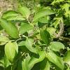 Videsläktet eller pilsläktet (salix) 1 2 är ett släkte i familjen videväxter, 1 och växer som träd, buskar, ris eller örtlika dvärgbuskar. 1