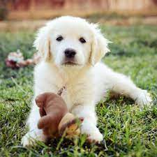With the capability of shipping puppies anywhere in the us, wonderful families have adopted sweet cream goldens from washington, oregon, idaho, montana, california, colorado. The Bearden Pack Golden Retriever Breeder Southern California The Bearden Pack