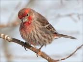 House Finch | Audubon Field Guide