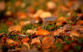 Autumn Leaves Retina Macbook Pro Wallpaper Autumn Leaves Wallpaper Autumn Nature Fall Color Trees