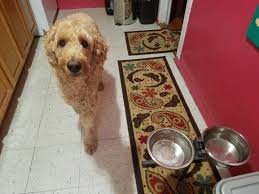Place in the freezer for 15 minutes to for mixture to become firm enough to form into shapes. An Easy Home Cooked Dog Food Recipe For Griffin Tripawds Nutrition