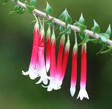 Tangledwing Unusual Flowers Beautiful Flowers Australian Native Plants