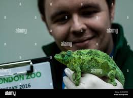 Jacksons chameleon hi-res stock photography and images