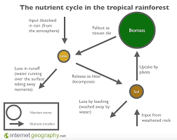 Rain forests are found on the equator in countries such as brazil in south america and the likes of congo in africa. What Is The Climate Of The Rainforest Internet Geography