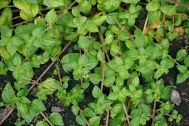 Image result for Pouzolzia