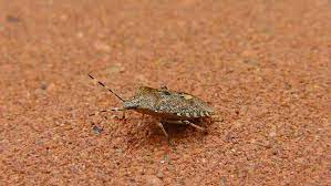 What flowers keep stink bugs away. Top 9 Ways To Keep Stink Bugs Away The Pest Rangers