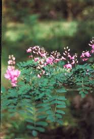 Image result for Indigofera mimosoides
