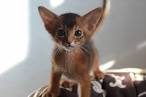 Abyssinian Kittens for Sale by Reputable Breeders ...