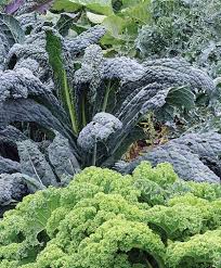 Simply cover the kale seeds with 1/2 inch (1 cm.) of soil and keep moist to germinate. Kale Growing Information How To Plant Grow Harvest Johnny S Selected Seeds