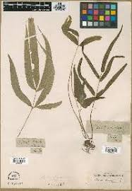 Image result for Pteris auquieri