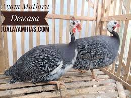 Ayam Mutiara Dewasa Sepasang Pesanan Ibu Jeane Di Gorontalo Animals Birds Gorontalo