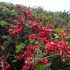 Image result for Schotia afra