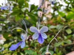 Image result for Rotheca wildii