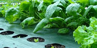 The most common use for woven landscape fabric is as greenhouse floors or to suppress weeds in container nurseries. Garden Mats Landscape Fabric Weed Barrier The Weed Free Garden Solution