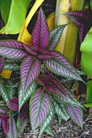Even shady spots in florida have the added complications of heat and humidity. Pin By Laura Ballentine On For The Birds Garden Florida Plants Florida Gardening Florida Flowers