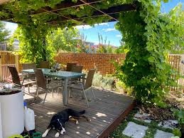 Image result for pruning grapes on a pergola