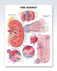 The Kidney Chart 20x26 Kidney Anatomy Anatomy And Physiology Human Kidney