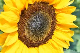 Image result for Helianthus annuus